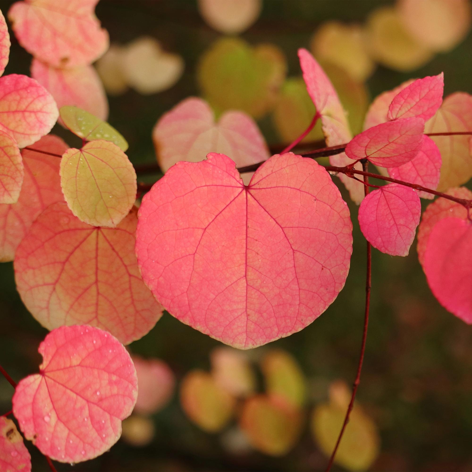 Tuinplant - Cercidiphyllum japonicum - Groen 3 Planten - Bladverliezend - Weinig Onderhoud - Pot 12cm Hoogte 35cm
