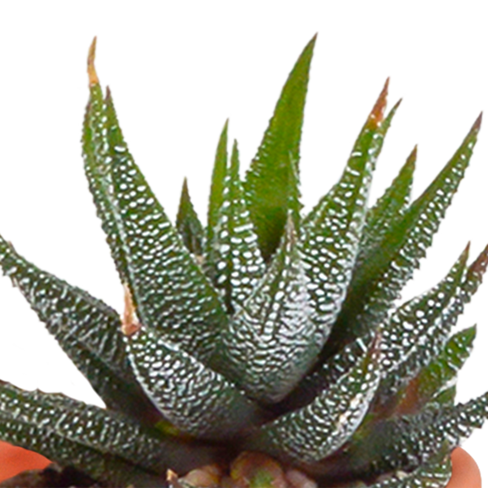 Cactus en vetplanten mix 5.5 cm | 15 stuks - in Mexicaanse pot