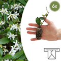 Trachelospermum jasminoides – 6 Pluggen | Kweek & Geniet van de Geurige Sterjasmijn