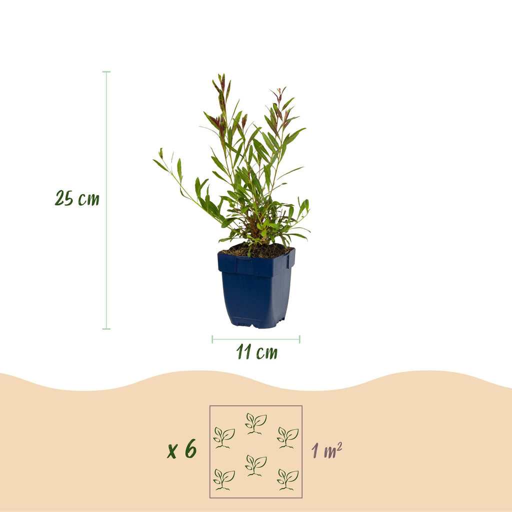 Vasteplant - Gaura lindh. Whirling Butterflies - Prachtkaars - Bijen- en vlinderlokkers - Wit - 12 Planten - Pot 11cm - Hoogte 15-25cm