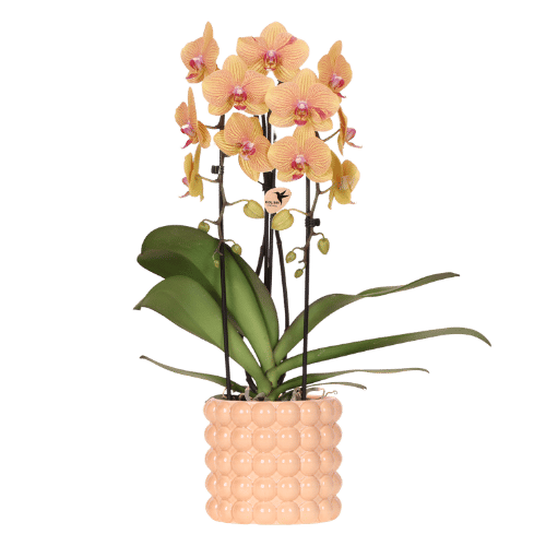 Kolibri Orchids | Niagara Falls orchidee Sunny Bunny met Poppy sierpot peach – potmaat Ø12 cm – vers van de kweker
