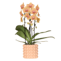 Kolibri Orchids | Niagara Falls orchidee Sunny Bunny met Poppy sierpot peach – potmaat Ø12 cm – vers van de kweker