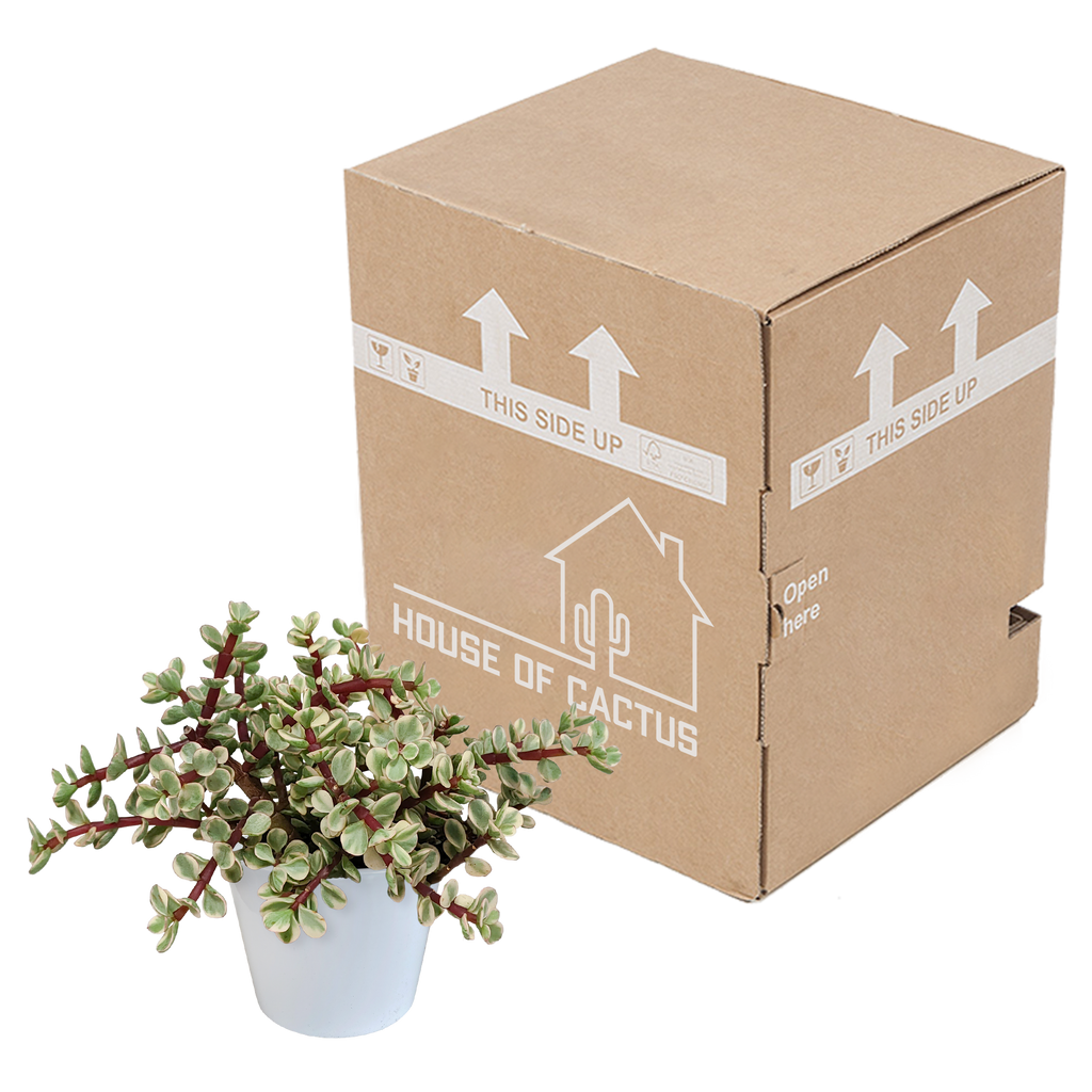 Portulacaria afra Variegata 10,5cm - in witte pot