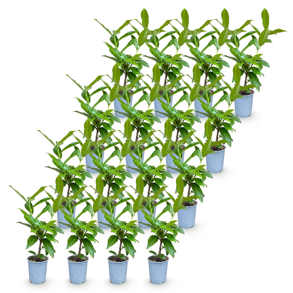 16x Prunus laur. Novita - Laurierkers - Haagplanten - Groenblijvend - Groen - Pot 9cm - Hoogte 25-35cm