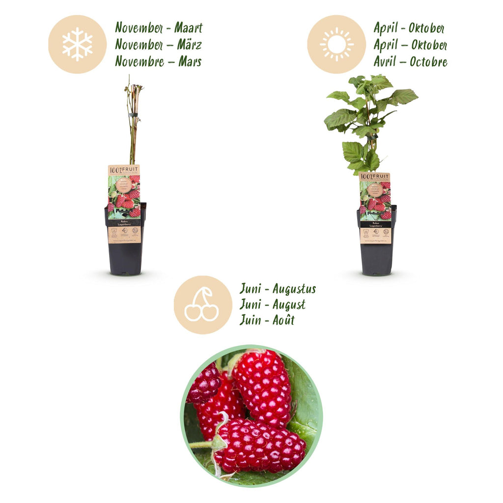 Fruitplant - Rubus Thornless Loganberry - Braamboos - Winterhard - Rode Vrucht - 2 Planten - Pot 15cm - Hoogte 50cm