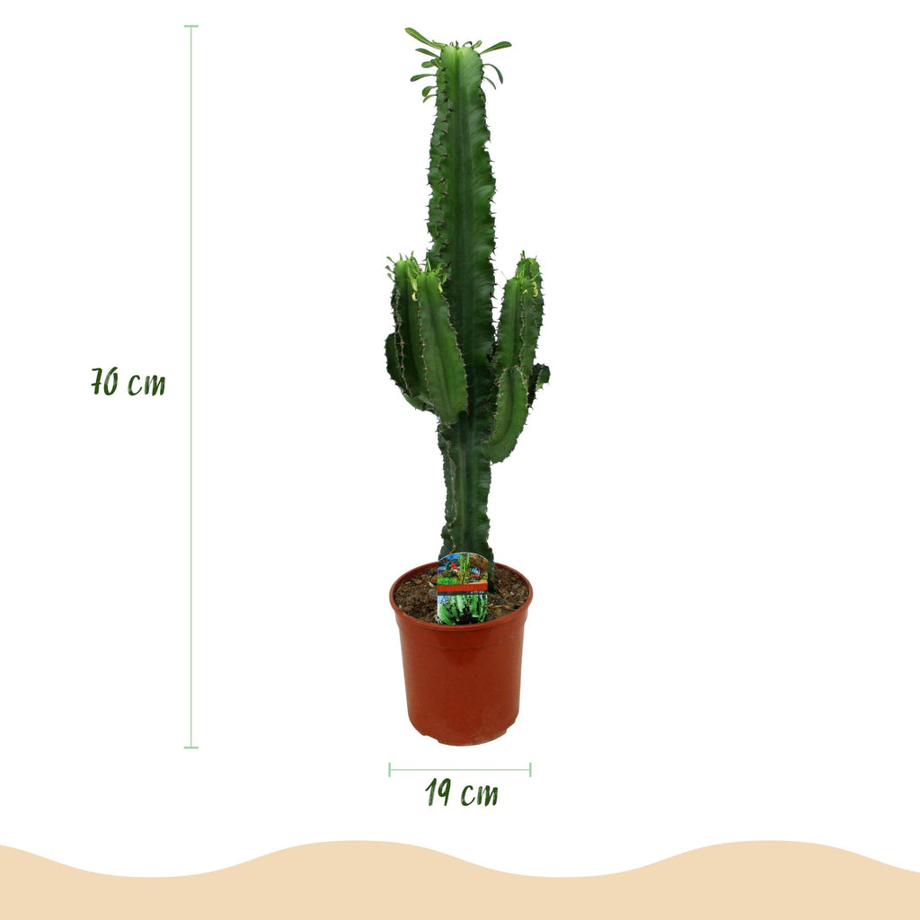 Kamerplant - Euphorbia eritrea - Afrikaanse melkboom - Weinig onderhoud - Groen - 1 - Pot 19cm - Hoogte 70cm