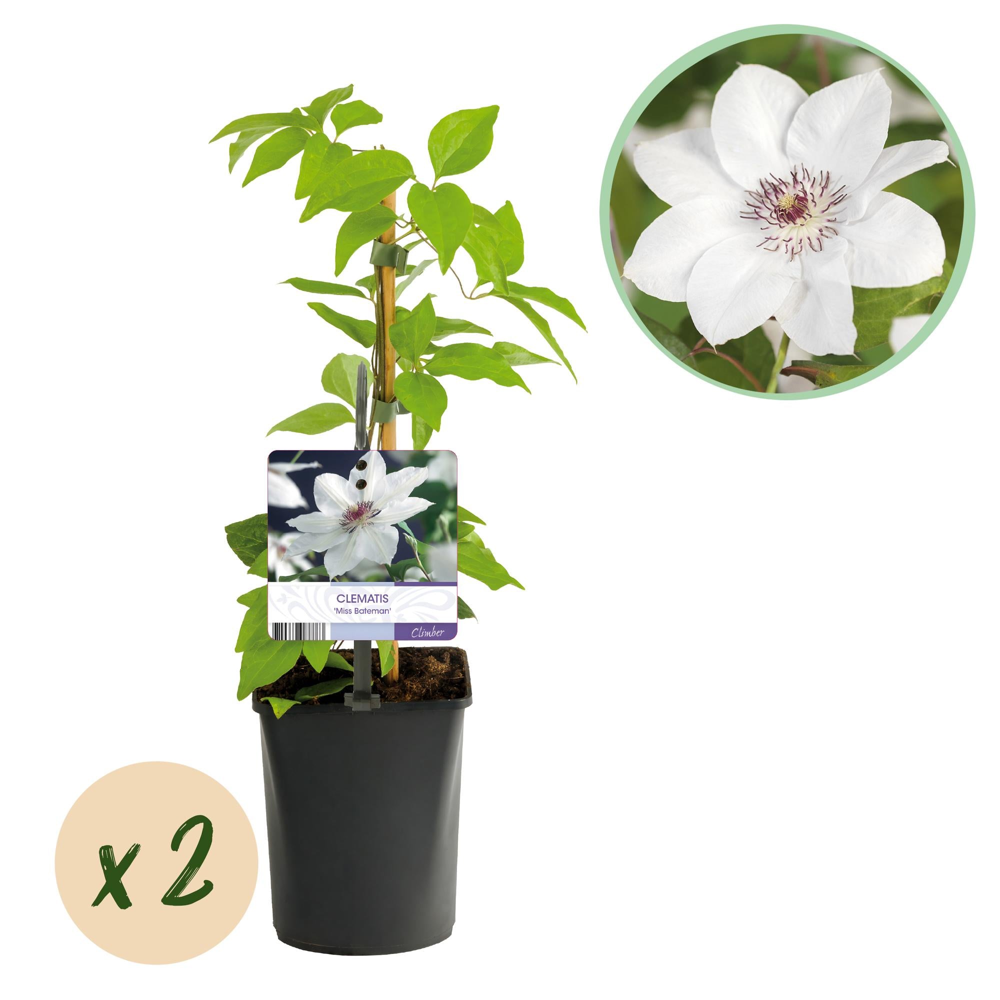 Klimplant - Clematis Miss bateman - Bloem Wit - Weinig onderhoud -2 planten -  Pot 11cm Hoogte 40cm