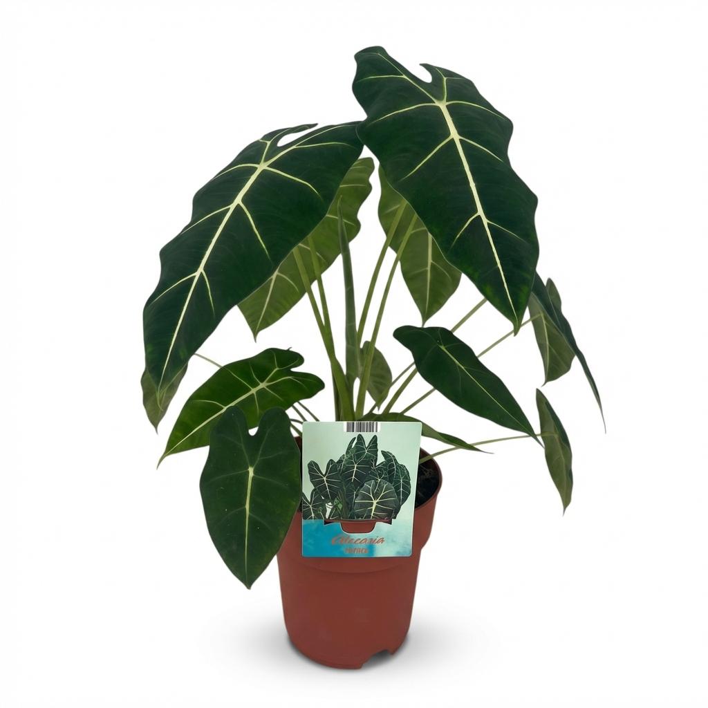 Kamerplant - Olifantsoor - Alocasia Frydek - Groen - Weinig onderhoud - 1 Plant - Pot 19cm - Hoogte 60cm