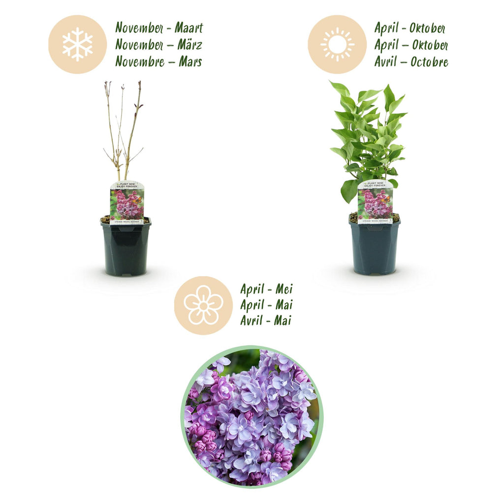 Tuinplant - Syringa vulgaris Michel Buchner - Gewone Sering - Winterhard - Roze - 1 Plant - Pot 17cm - Hoogte 45cm