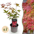 Tuinplant - Acer palmatum Beni-maiko - Rood - 3 Planten - Bladverliezend - Weinig Onderhoud - Pot 12cm Hoogte 35cm