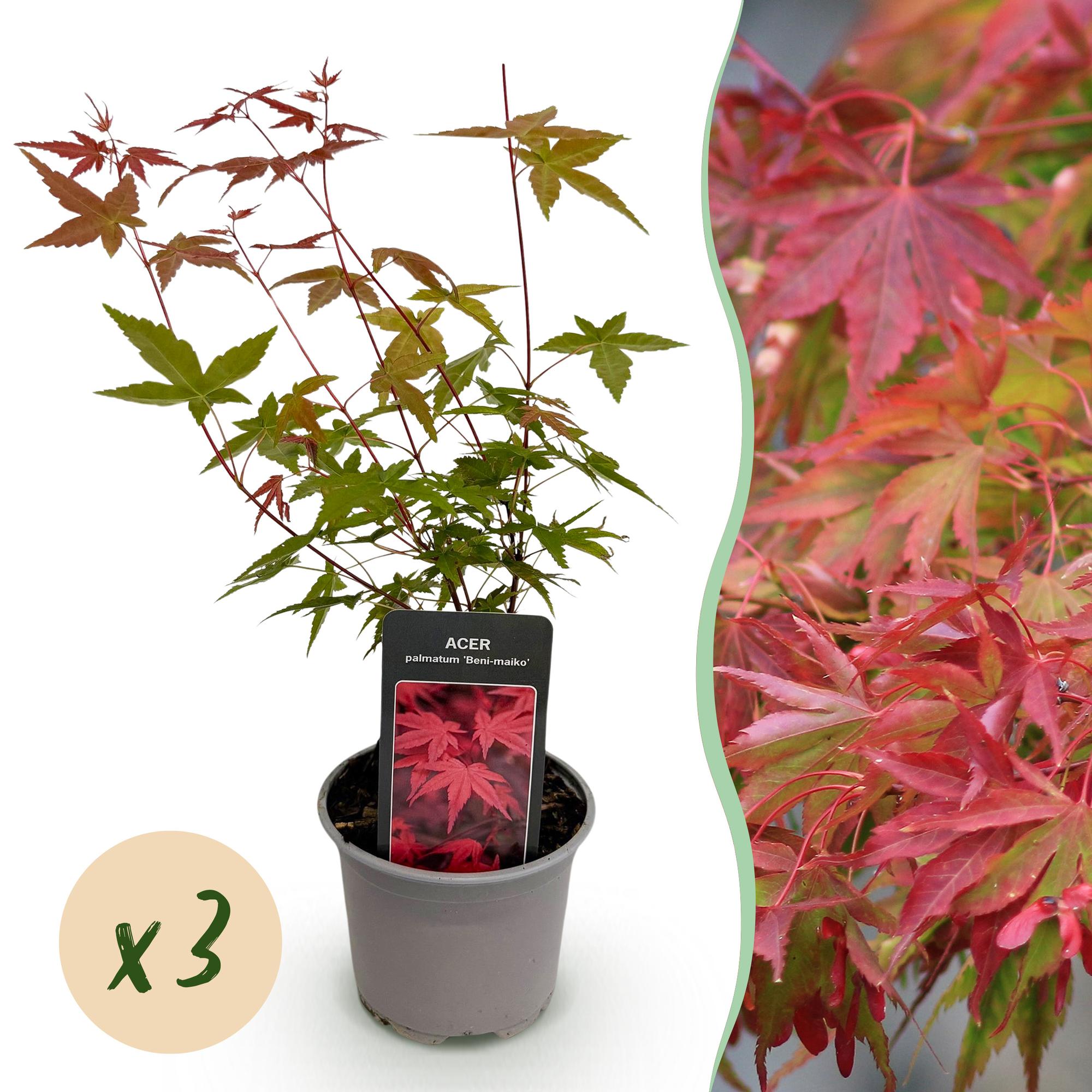 Tuinplant - Acer palmatum Beni-maiko - Rood - 3 Planten - Bladverliezend - Weinig Onderhoud - Pot 12cm Hoogte 35cm