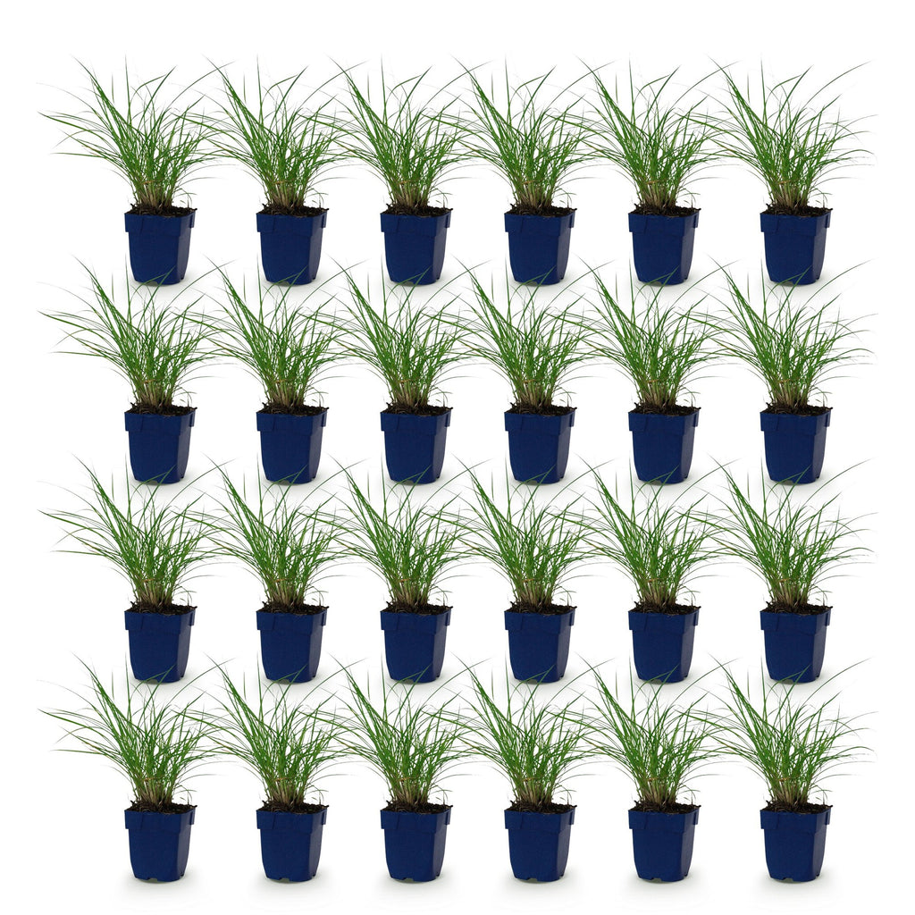 Grassen - Miscanthus sin. Red Chief - Pampusgras - Met Pluim - Groen - 24 Planten - Pot 11cm - Hoogte 15-25cm