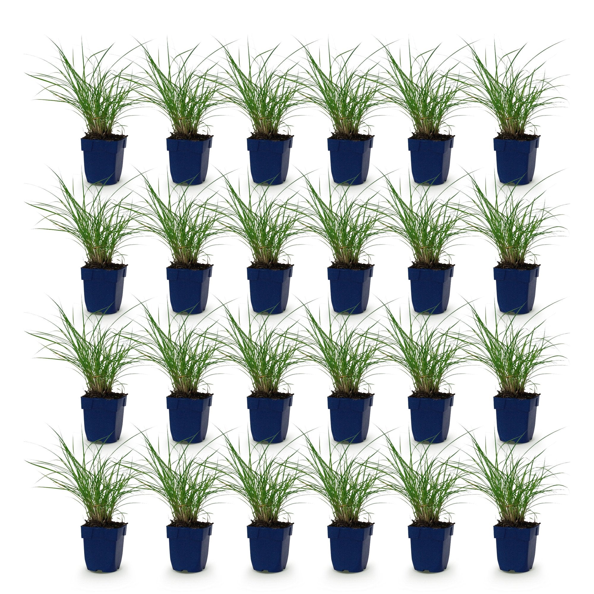 Grassen - Miscanthus sin. Red Chief - Pampusgras - Met Pluim - Groen - 24 Planten - Pot 11cm - Hoogte 15-25cm