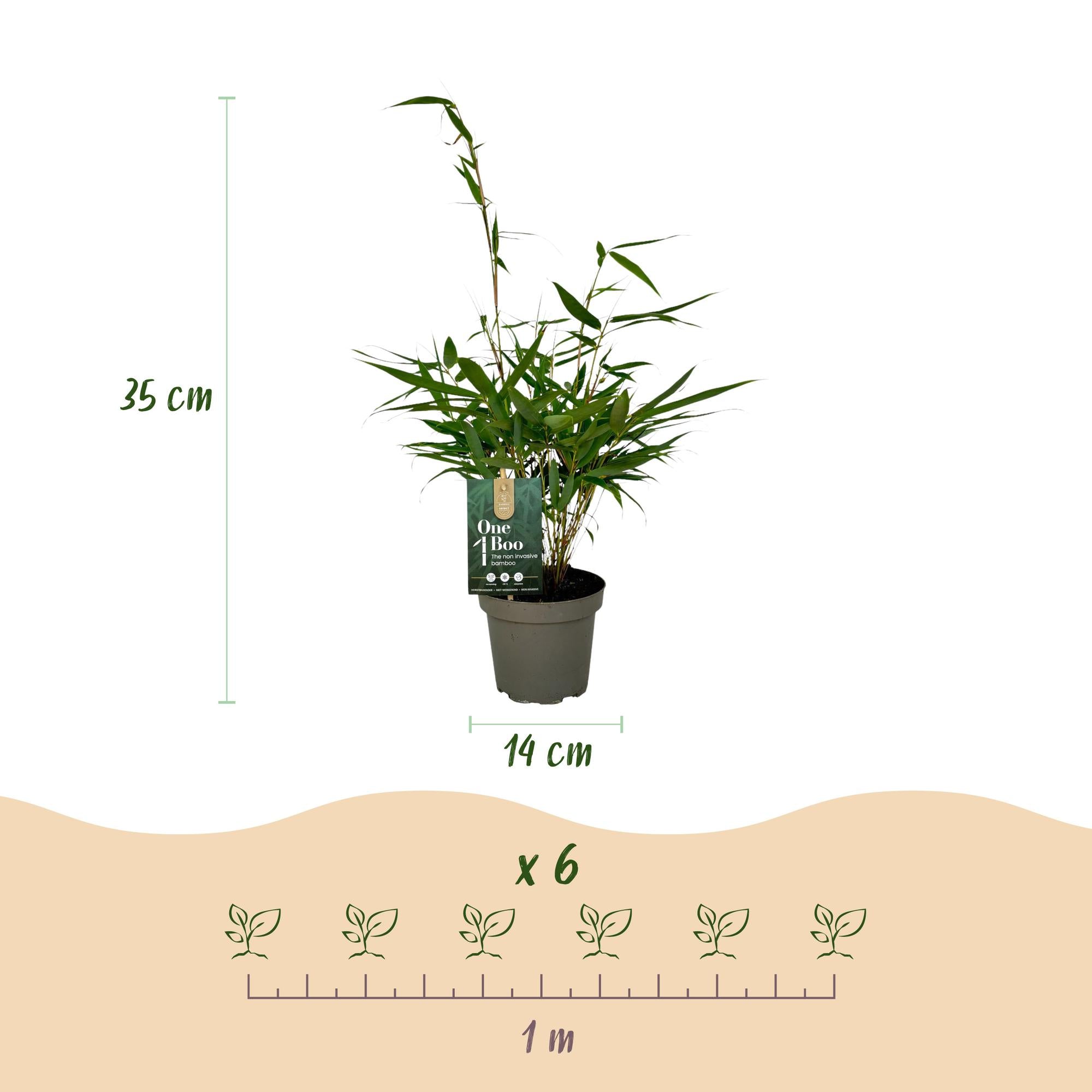 Bamboe - Fargesia robusta Pingwu - Bladhoudend - Niet Woekerend - Groen - 18 Planten - Pot 14cm - Hoogte 35cm