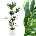 Kamerplant - Howea Forsteriana - Kentia Palm - Weinig Onderhoud - Groen - 1 Plant - met Potter Wit - Pot 21cm - Hoogte 120-130cm