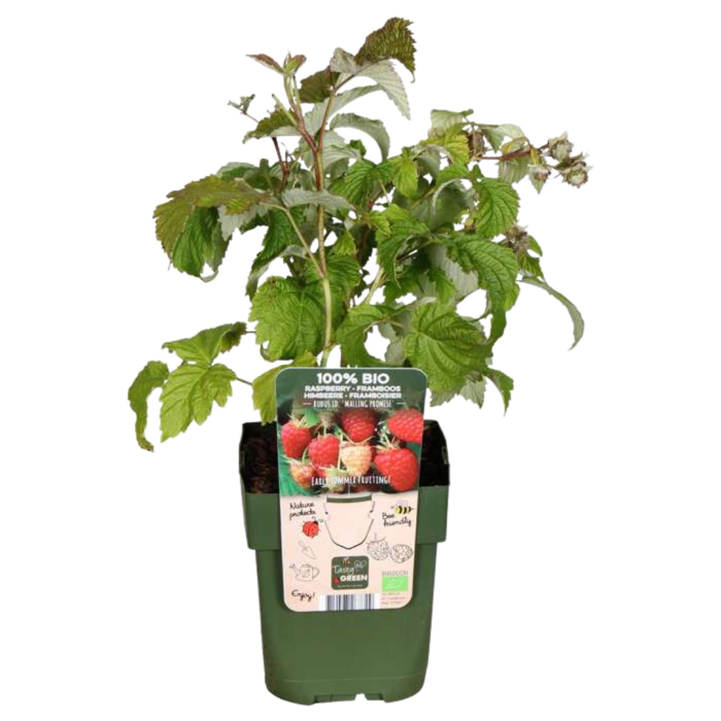 "Vruchten feestje" BIO Fruitplanten mix set van 3 verschillende soorten