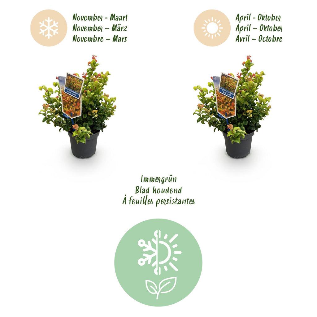 Tuinplant - Leucothoe Curly Gold - Geel - 2 Planten - Groenblijvend - Weinig Onderhoud - Pot 17cm Hoogte 40cm