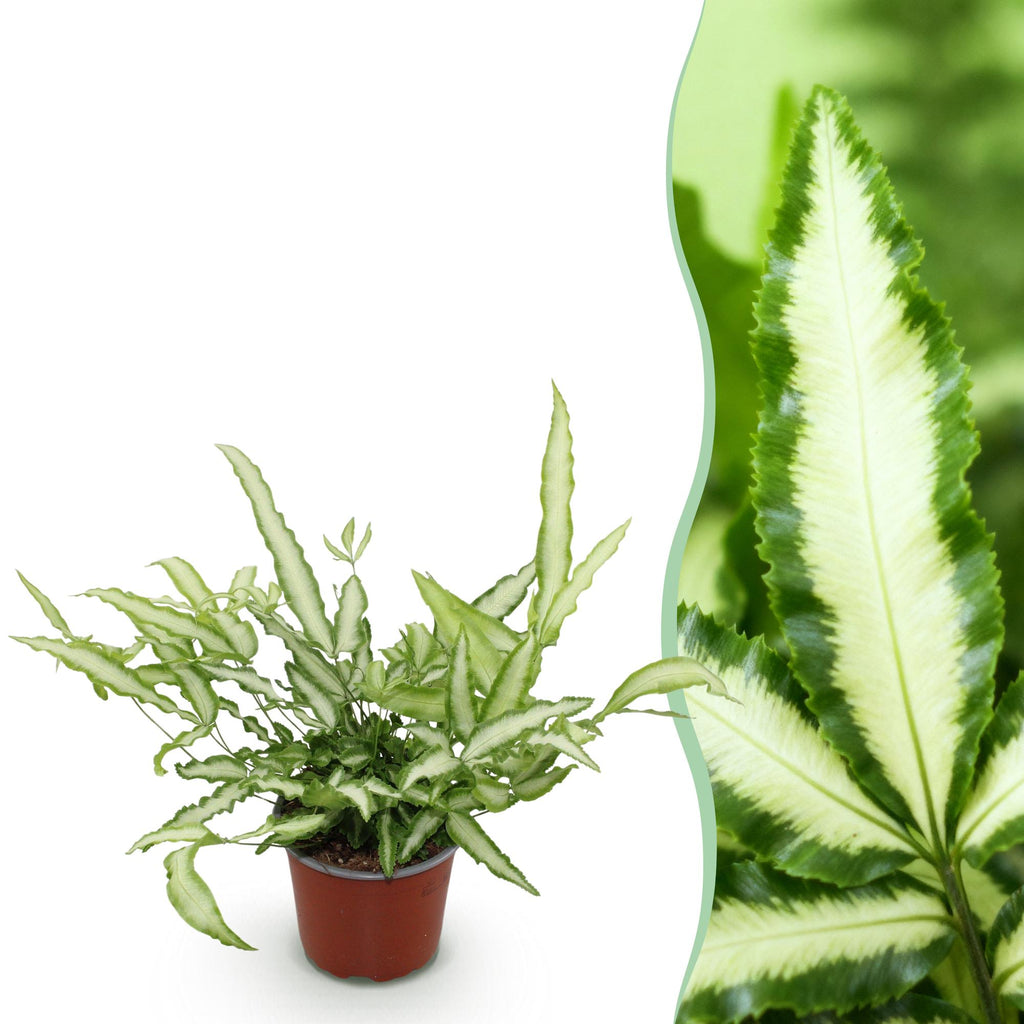 Kamerplant - Pteris cretica Albolineata - Lintvaren - Huisdiervriendelijke Plant - Groen - 1 Plant - Pot 12cm - Hoogte 20cm