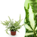 Kamerplant - Pteris cretica Albolineata - Lintvaren - Huisdiervriendelijke Plant - Groen - 1 Plant - Pot 12cm - Hoogte 20cm