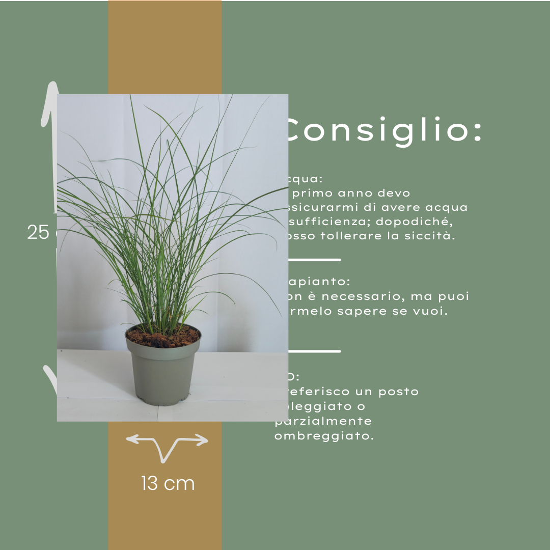 3x Miscanthus sinensis ‘Gracillimus’ – Elegant prachtriet met sierlijk overhangend blad | Potmaat 12 cm