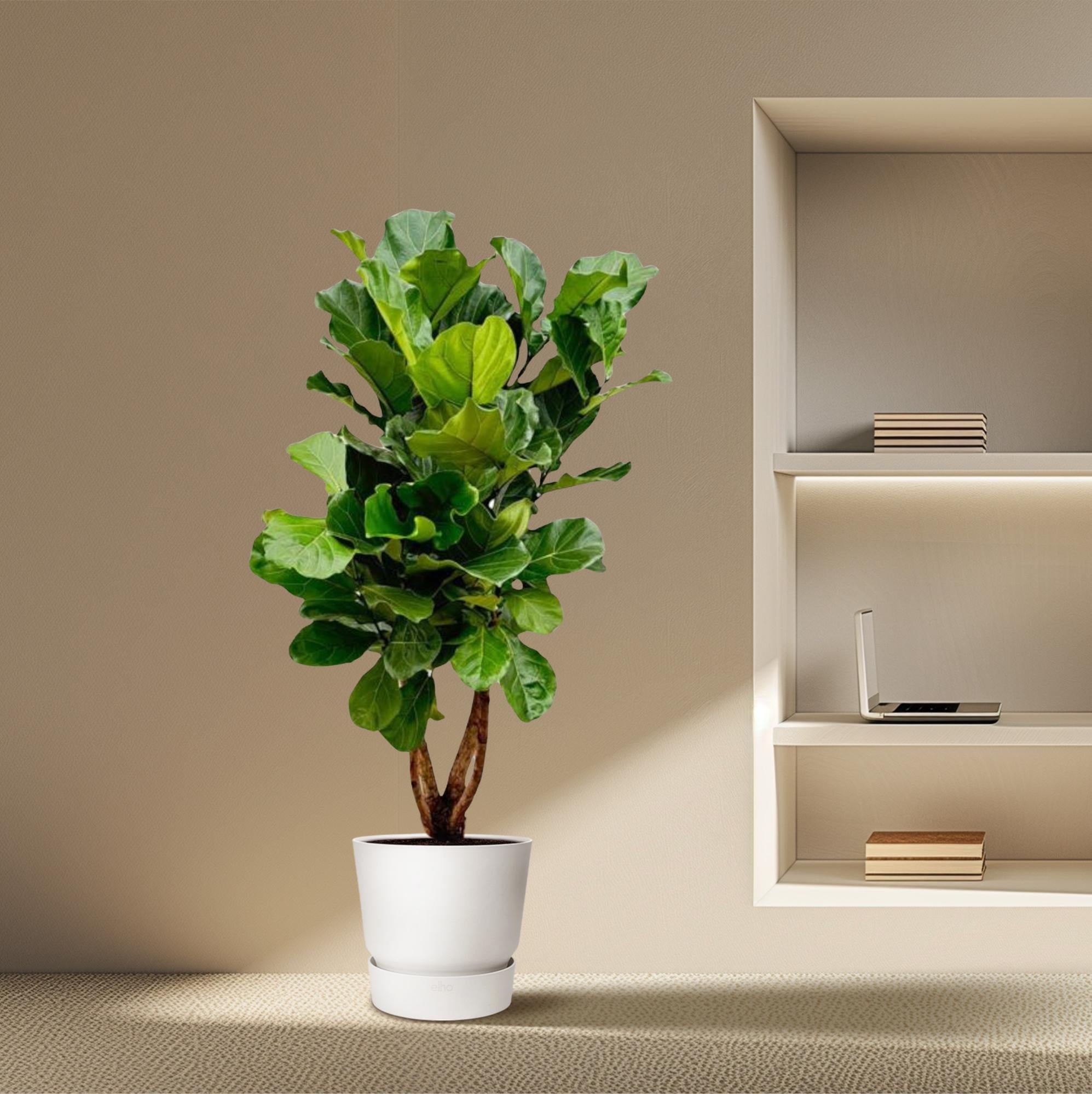Ficus Lyrata vertakt XL - 170cm - ø34