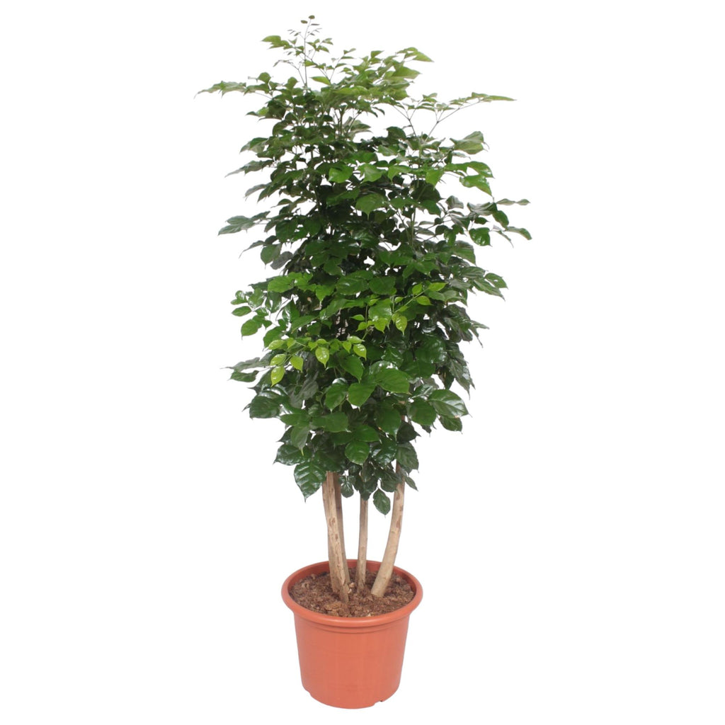 Radermachera Hainanensis - 190 cm - ø34