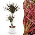 Kamerplanten - Dracaena Magenta - Drakenbloedboom - Weinig onderhoud - Groen - 1 Plant - met Potter Wit - Pot 21cm - Hoogte 90-100cm