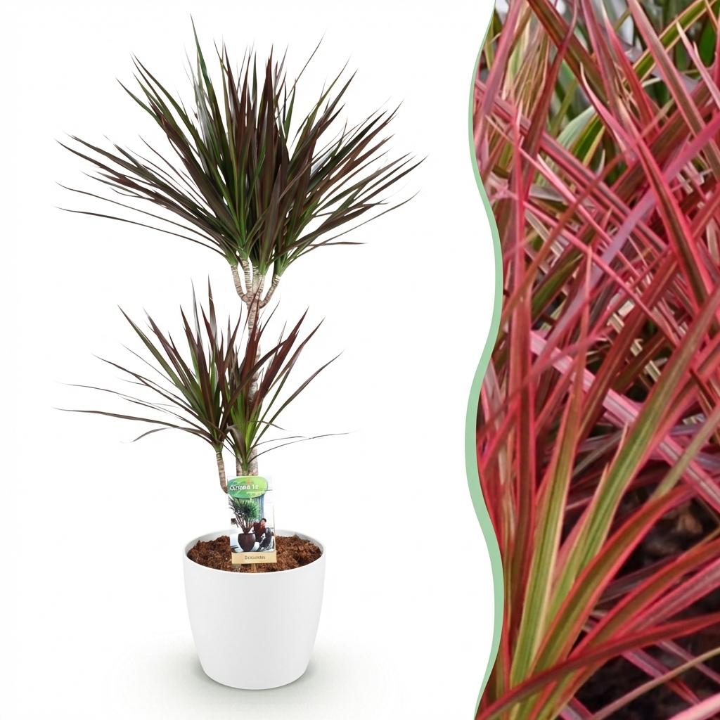Kamerplanten - Dracaena Magenta - Drakenbloedboom - Weinig onderhoud - Groen - 1 Plant - met Potter Wit - Pot 21cm - Hoogte 90-100cm
