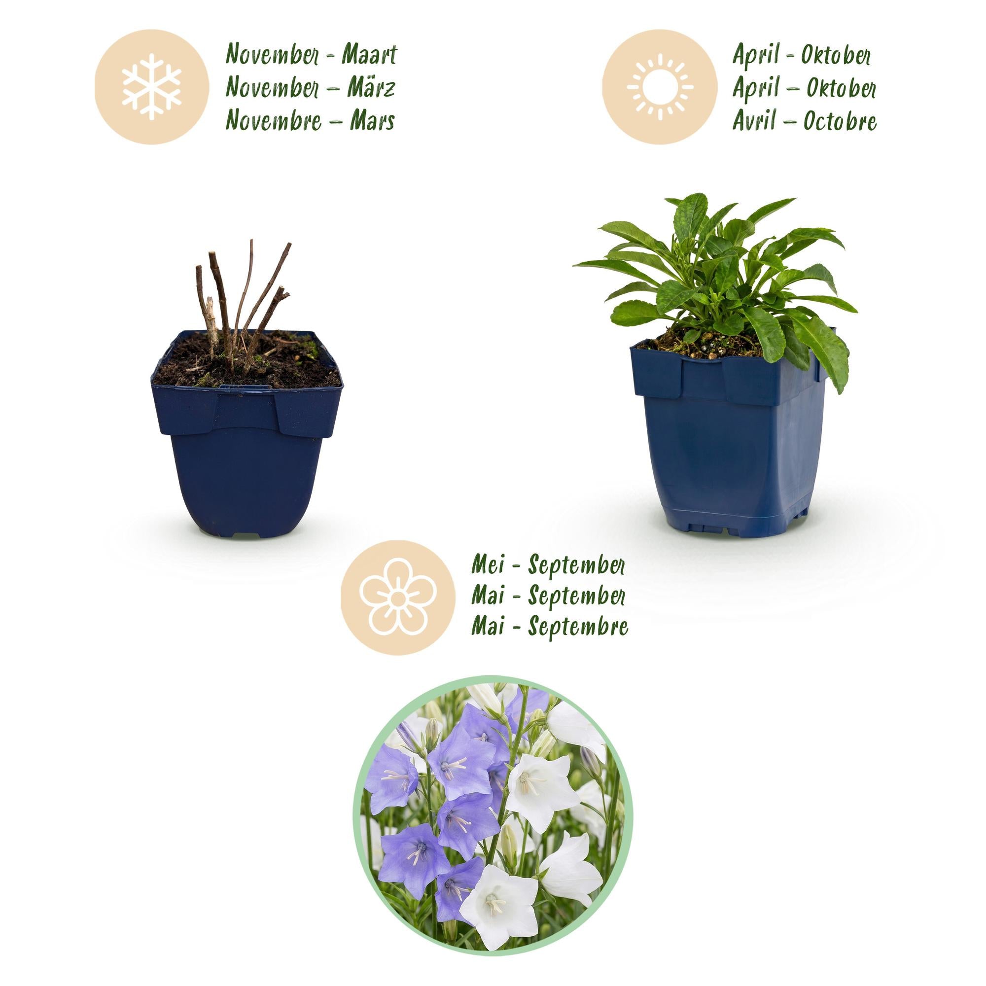 Vasteplant - Campanula persicaria Duo - Perzikbladklokje - Bijen- en vlinderlokkers - Blauw - Wit - 24 Planten - Pot 11cm - Hoogte 15-25cm