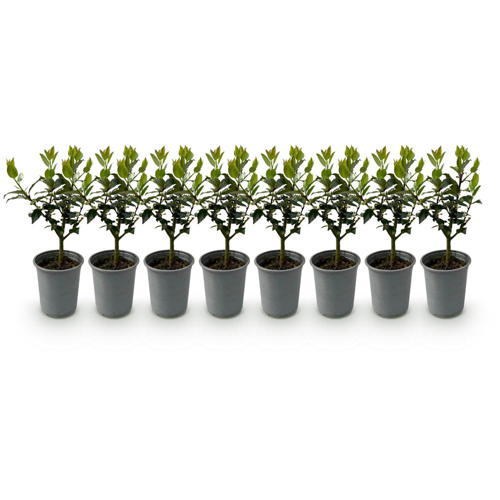 Haagplanten - Ilex Blue maid- blad groen - 8 planten - 1 strekkende meter - groenblijvend - pot 9cm hoogte 25-30cm
