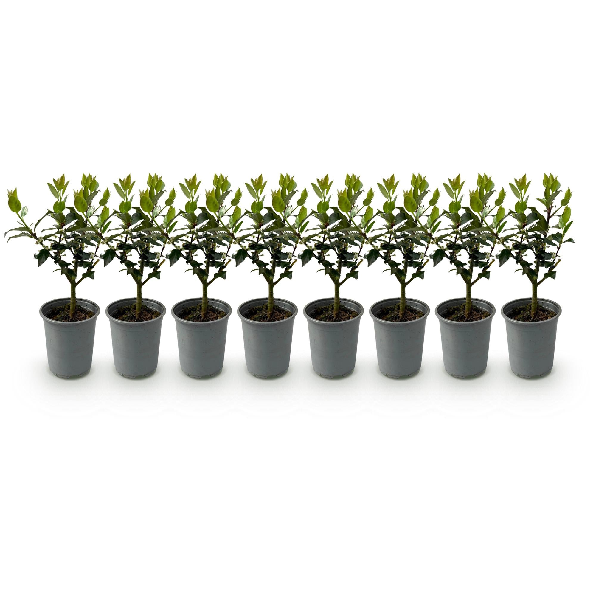 Haagplanten - Ilex Blue maid- blad groen - 8 planten - 1 strekkende meter - groenblijvend - pot 9cm hoogte 25-30cm