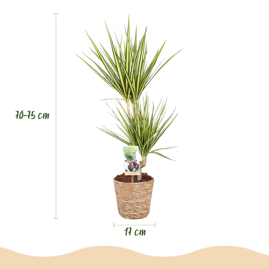 Green is... Kamerplanten - Dracaena Sunray - Drakenbloedboom - Weinig onderhoud - met mand - Groen - 1 Plant - Pot 17cm - Hoogte 70-75cm