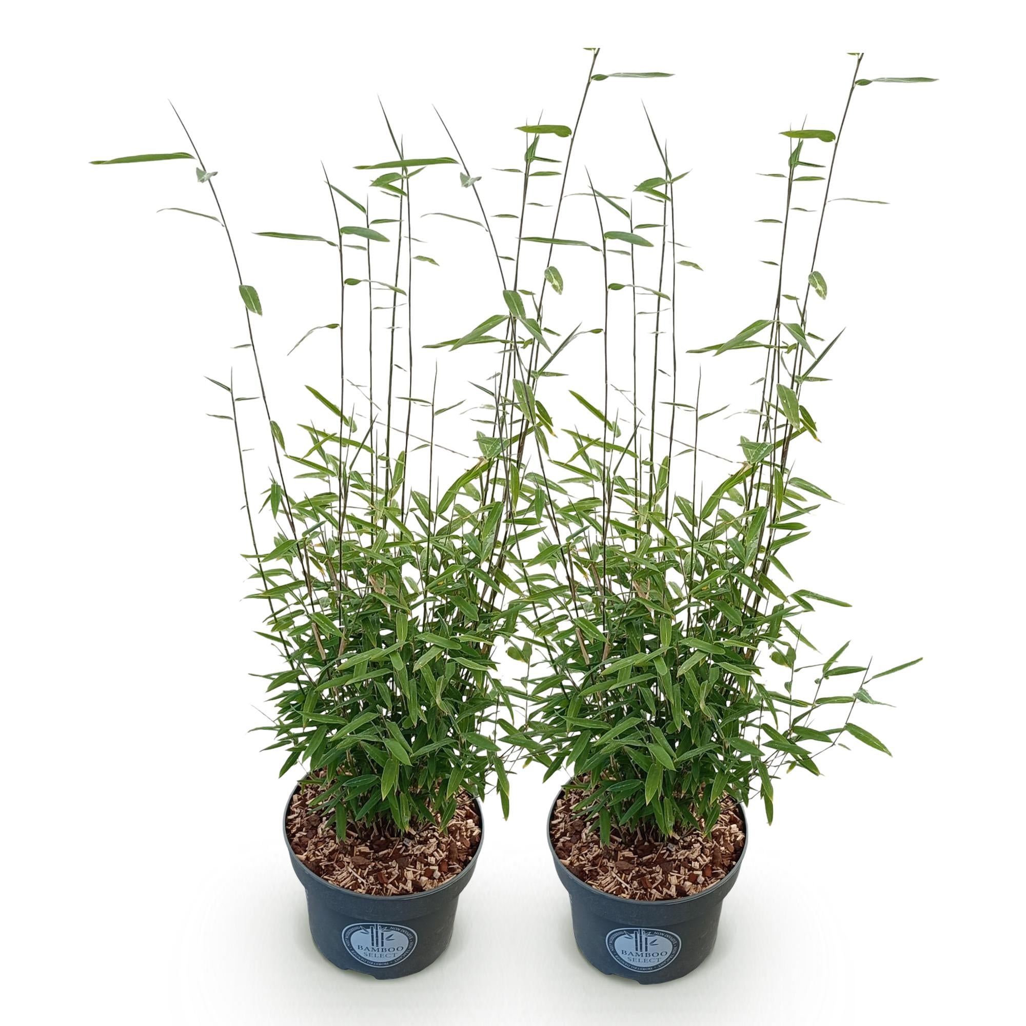Grassen - Fargesia nitida Black Dragon - Niet Woekerende Bamboe - Bladhoudend - Groen - 2 Planten - Pot 23 cm - Hoogte 80 cm