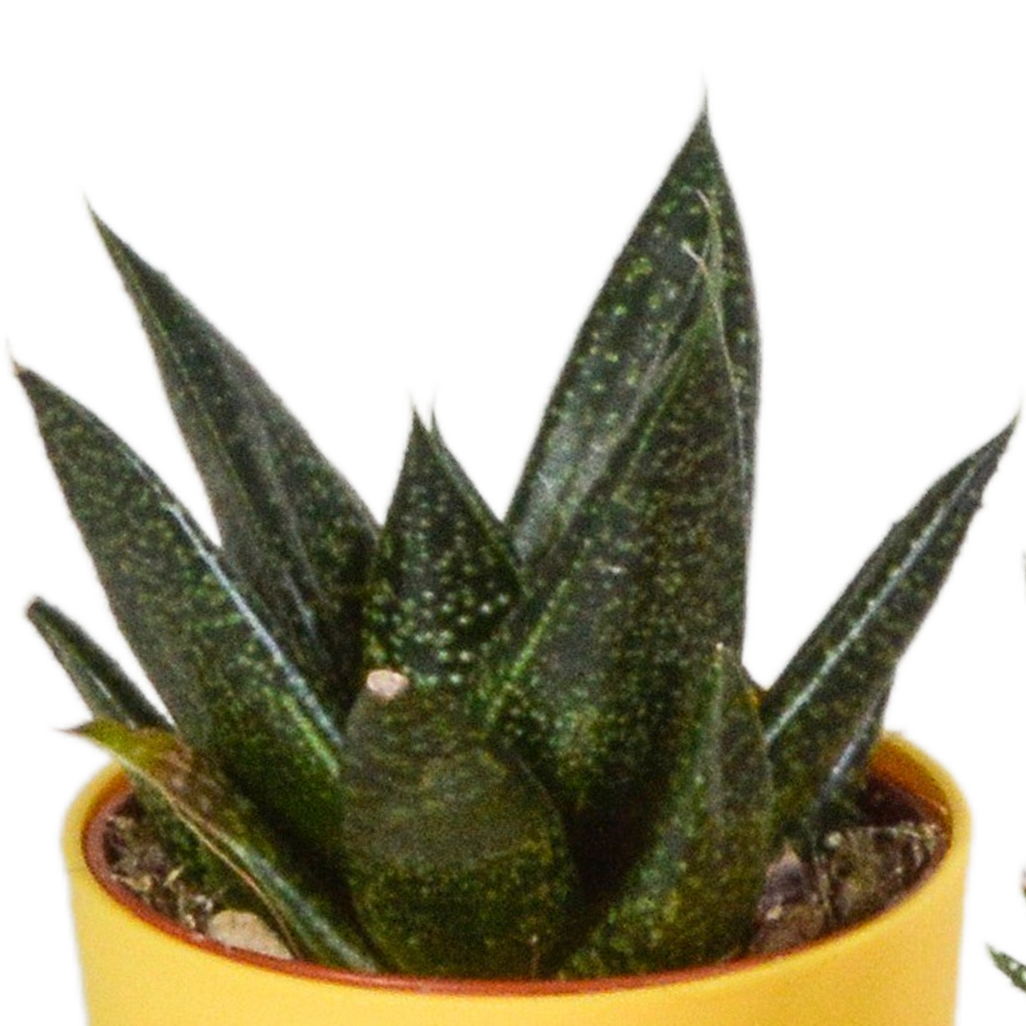 Gasteria/Haworthia mix 5,5cm - 5x - in gekleurde plasticpot