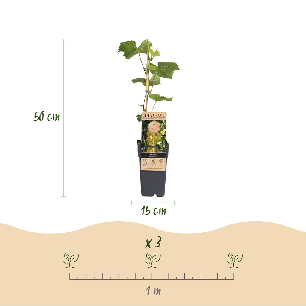 Fruitplant - Vitis vinifera Lakemont - Druivenplant - Winterhard - Goudgele Druif - 2 Planten - Pot 15cm - Hoogte 50cm