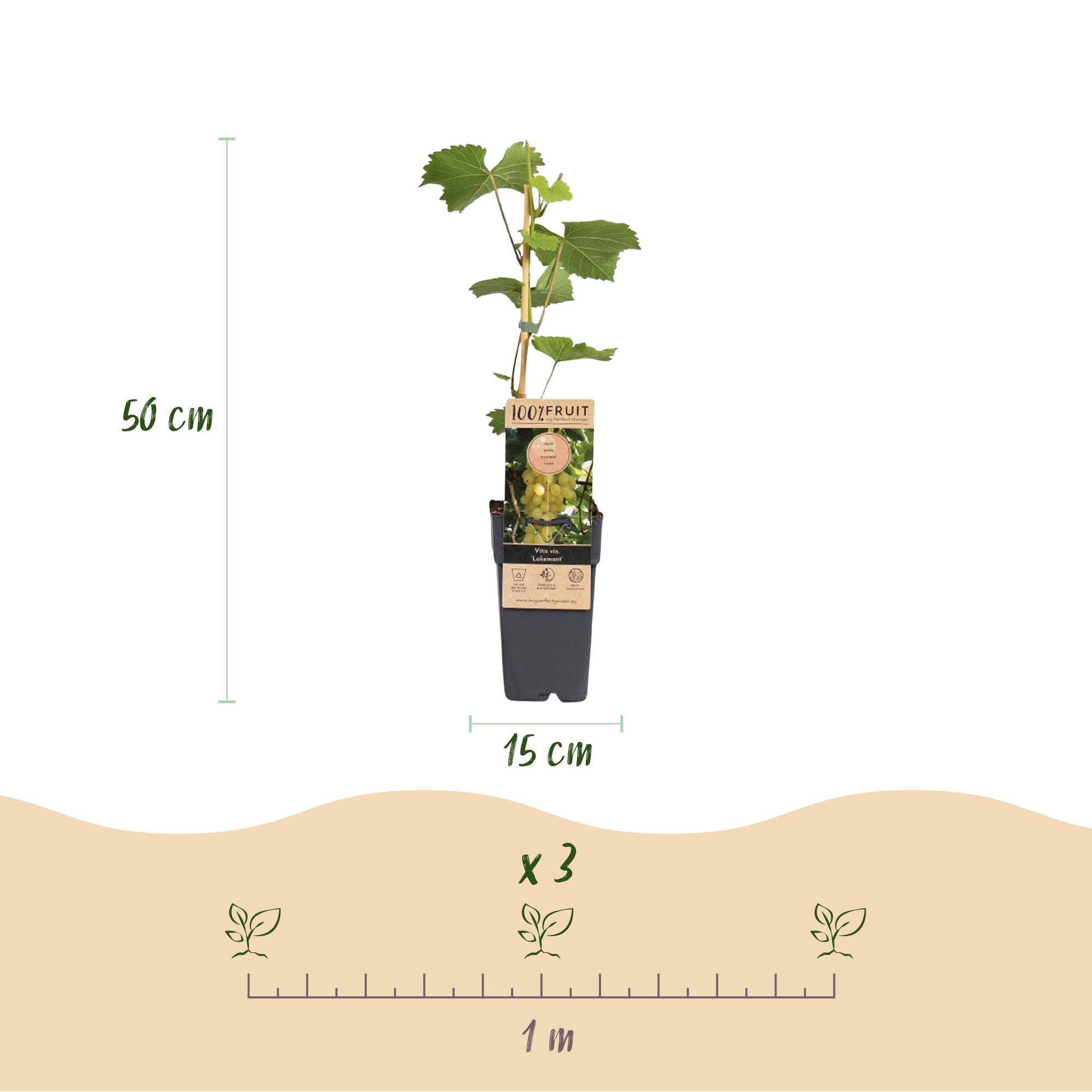 Fruitplant - Vitis vinifera Lakemont - Druivenplant - Winterhard - Goudgele Druif - 2 Planten - Pot 15cm - Hoogte 50cm