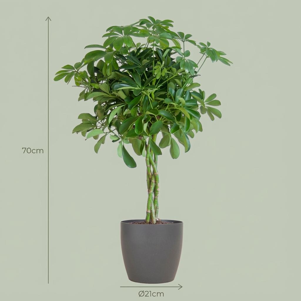 Schefflera Arab Nora met Potter grijs - 70cm - Ø21