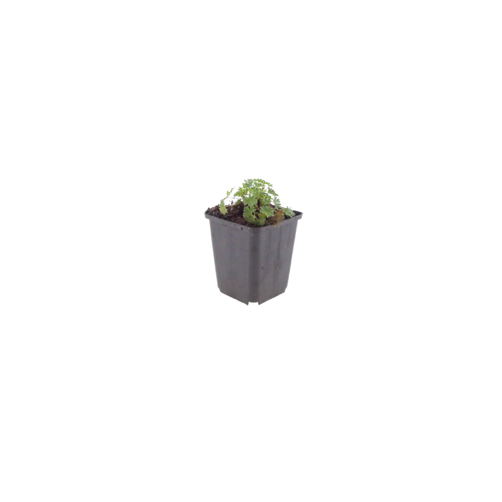 24x Geranium cin. 'Ballerina' - ↕10-25cm - Ø9cm