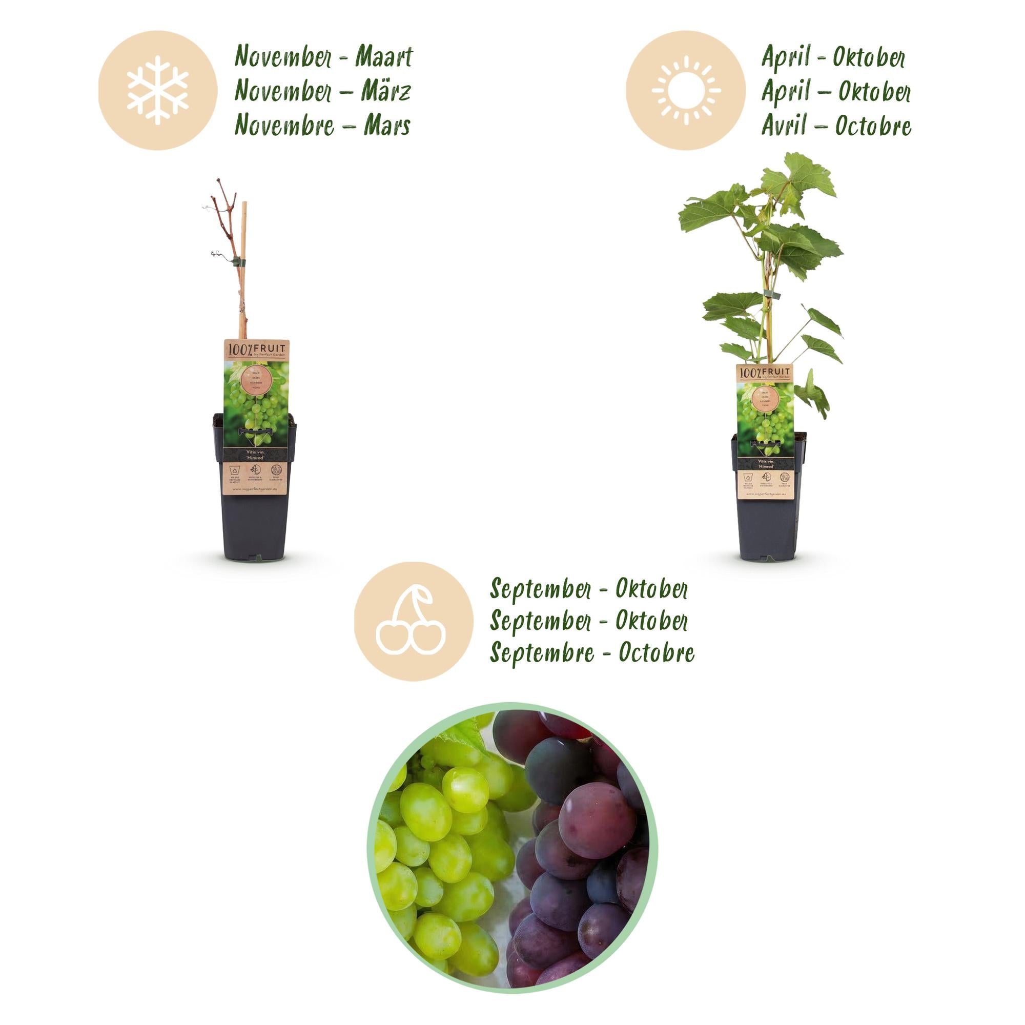 Fruitplant - Vitis vinifera Himrod - Vanessa - Druivenplant - Pitarm - Blauw & Witte Druif - 2 Planten - Pot 15cm - Hoogte 50cm