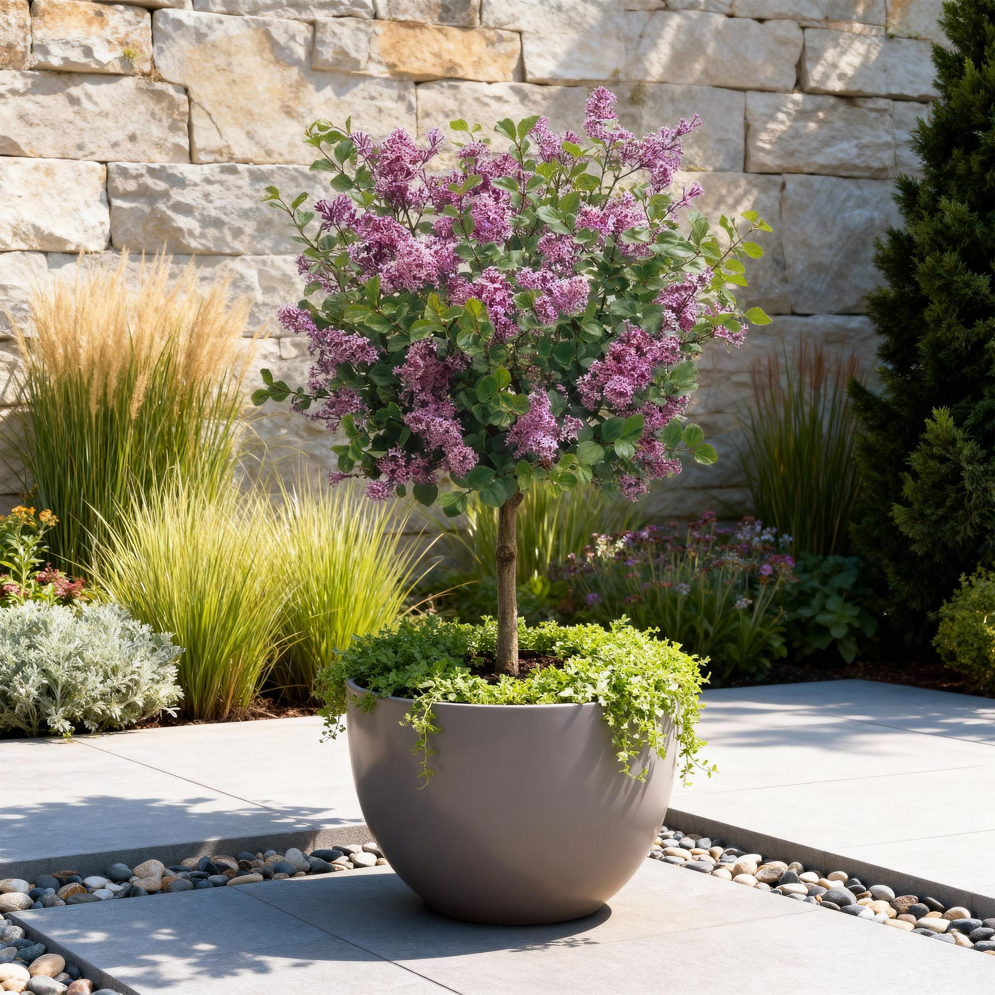 Plant op Stam- Syringa meyeri Palibin - Terras Plant - Bladverliezend - Winterhard- Paarse Bloem - Pot 19cm Hoogte 90cm