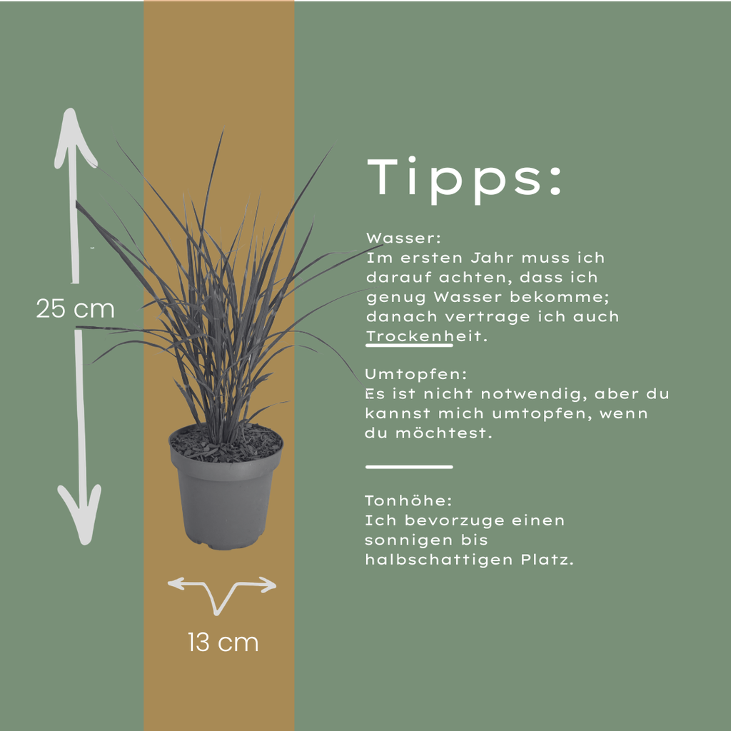 6x Miscanthus sinensis ‘Zebrinus’ – Opvallend zebragras met decoratief gestreept blad | Potmaat 12 cm