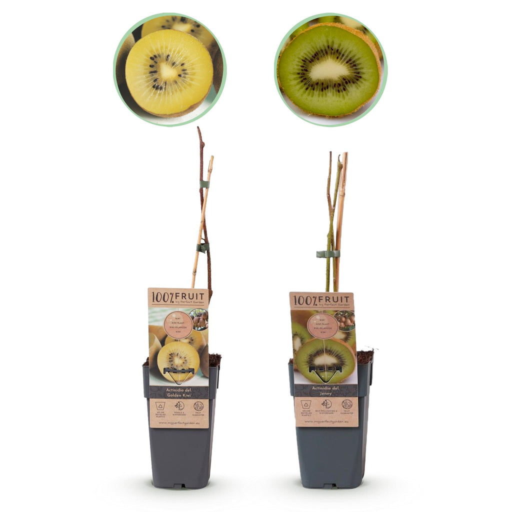 Fruitplant - Groene & Gele Kiwi - Actinidia deliciosa Jenny & Golden Kiwi  - 2 planten  - Pot 15cm Hoogte 50cm
