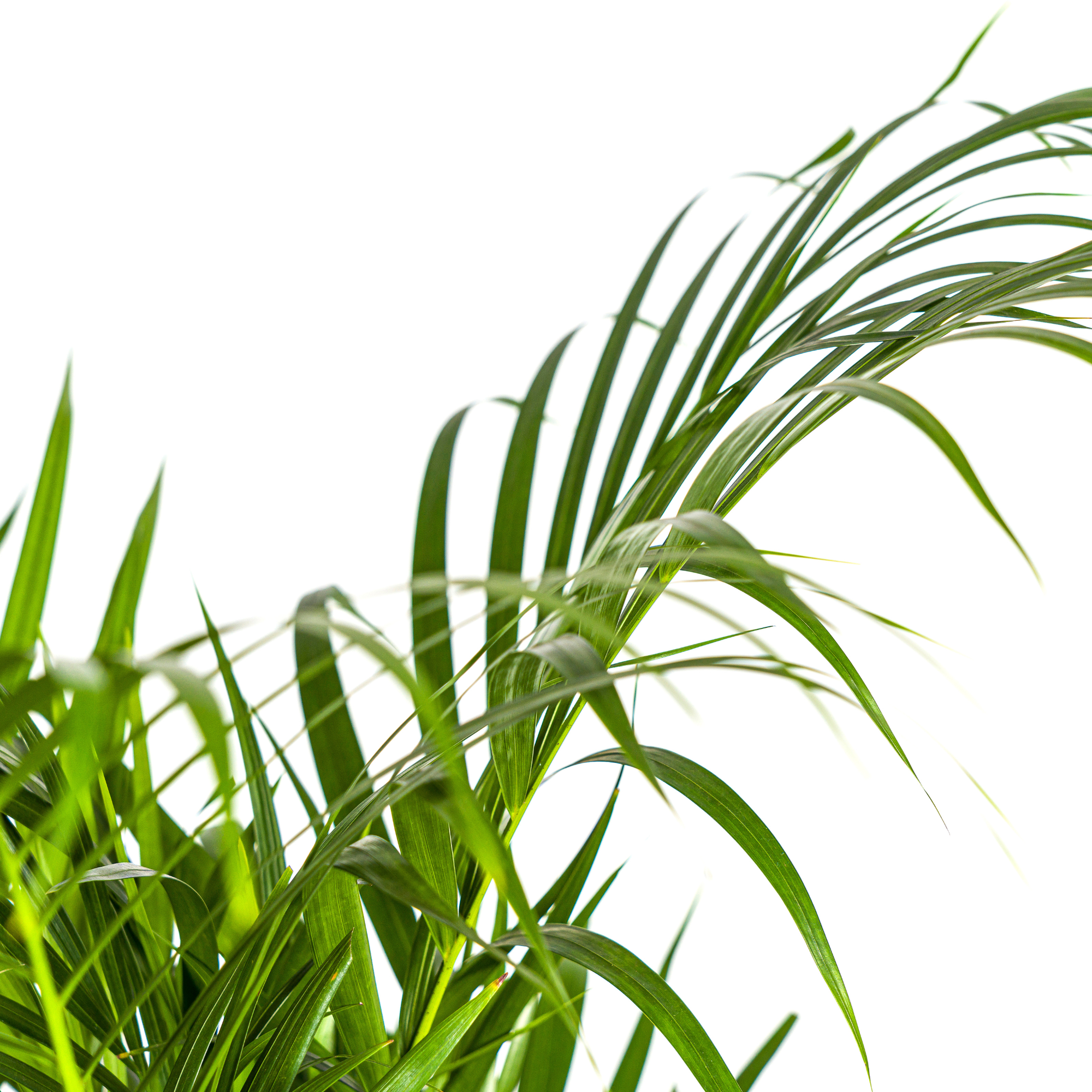 Dypsis Areca Lutescens Ø21cm - ↕100 - 120cm