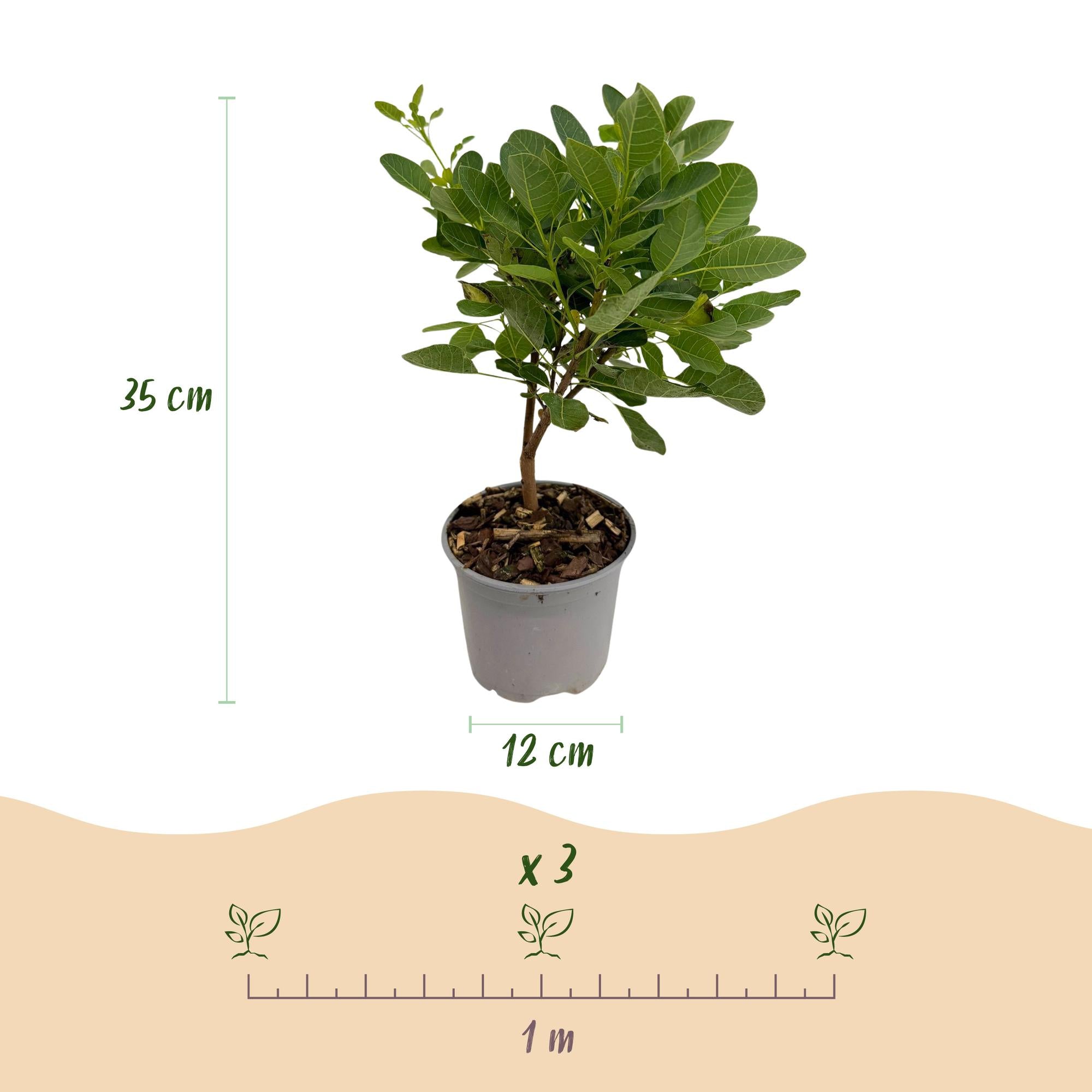 Tuinplant - Cotinus coggyria Young Lady - Groen 1 Plant - Bladverliezend - Weinig Onderhoud - Pot 12cm Hoogte 35cm