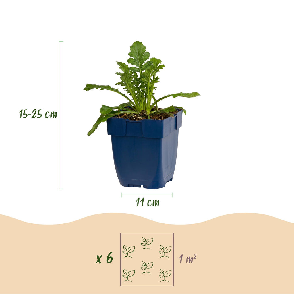 Vasteplant - Scabiosa col. Butterfly Blue - Duifkruid - Bijen en Vlinderlokkers - Paars - 1 Plant - Pot 11cm - Hoogte 15-25cm