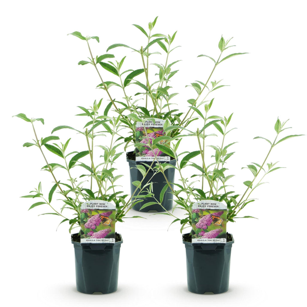 Tuinplant - Buddleja davidii Pink Delight - Vlinderstruik - Winterhard - Roze - 3 Planten - Pot 17cm - Hoogte 45cm