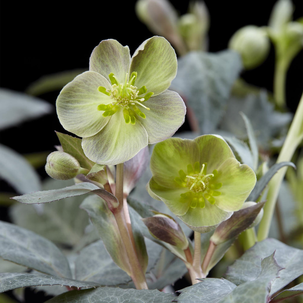 Tuinplant - Lenten Rose - Helleborus sternii Silver Dollar - Groene  Bloem -2 Planten- Groenblijvend - Pot 14cm Hoogte 35cm