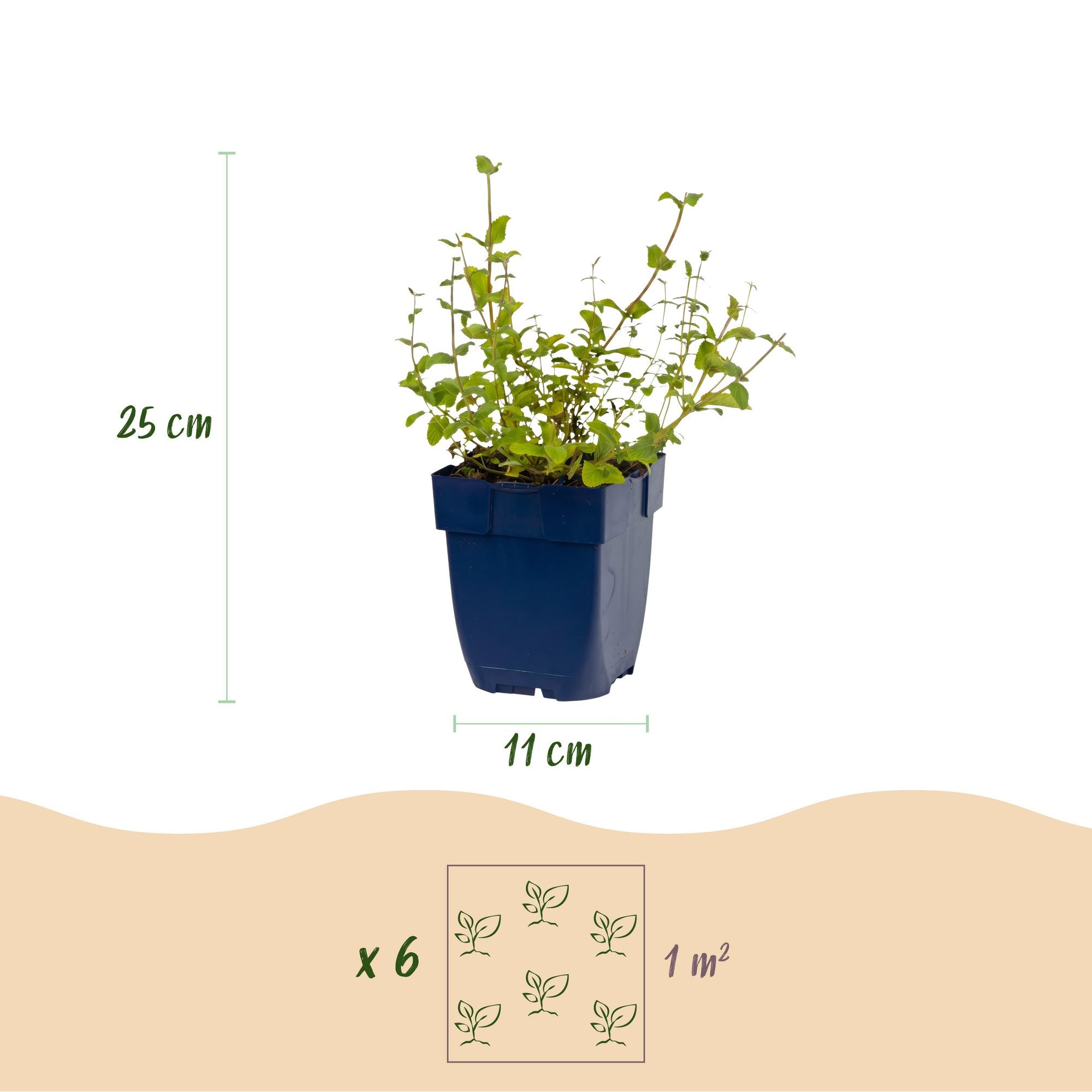 Vasteplant - Nepeta rac. Grog - Kattenkruid - Bijen- en vlinderlokkers - Blauw - 12 Planten - Pot 11cm - Hoogte 15-25cm