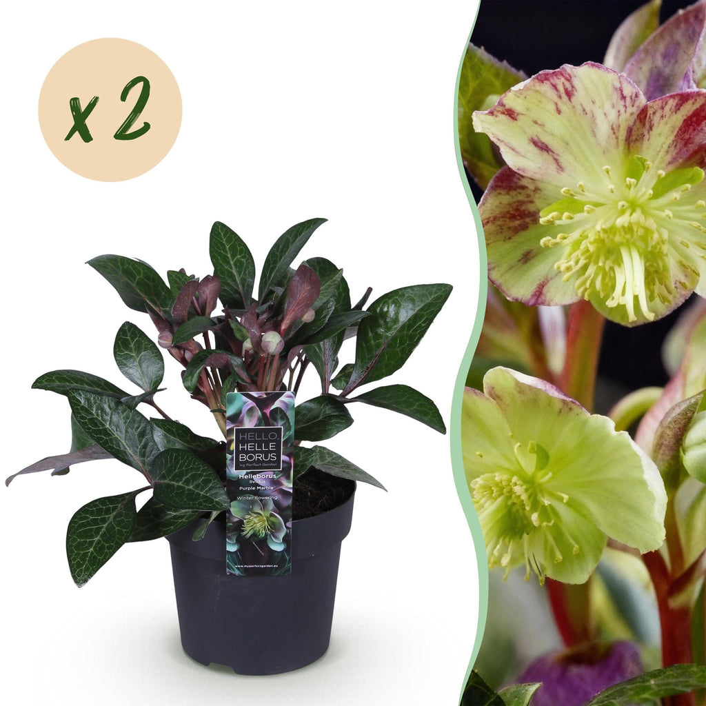 Tuinplant - Lenten Rose - Helleborus lividus Purple Marble - Paarse Bloem -2 Planten - Groenblijvend - Pot 14cm Hoogte 35cm