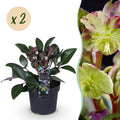Tuinplant - Lenten Rose - Helleborus lividus Purple Marble - Paarse Bloem -2 Planten - Groenblijvend - Pot 14cm Hoogte 35cm